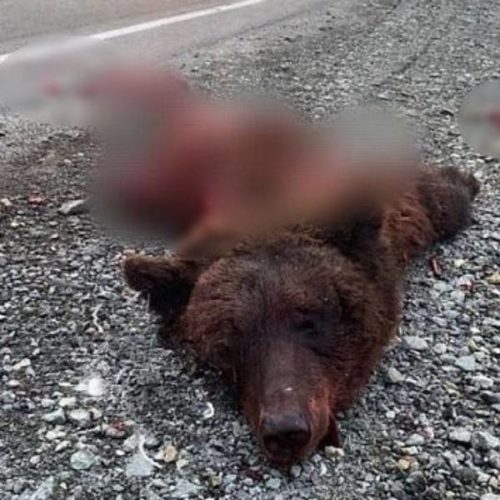 Водителя фуры, сбившей медведя, разыскивают в Новосибирской области