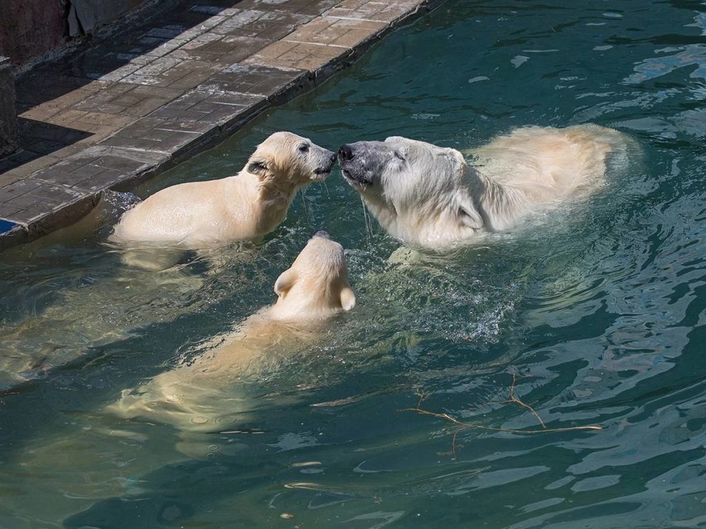 Белые медвежата Норди и Шайна ещё поживут в Новосибирске