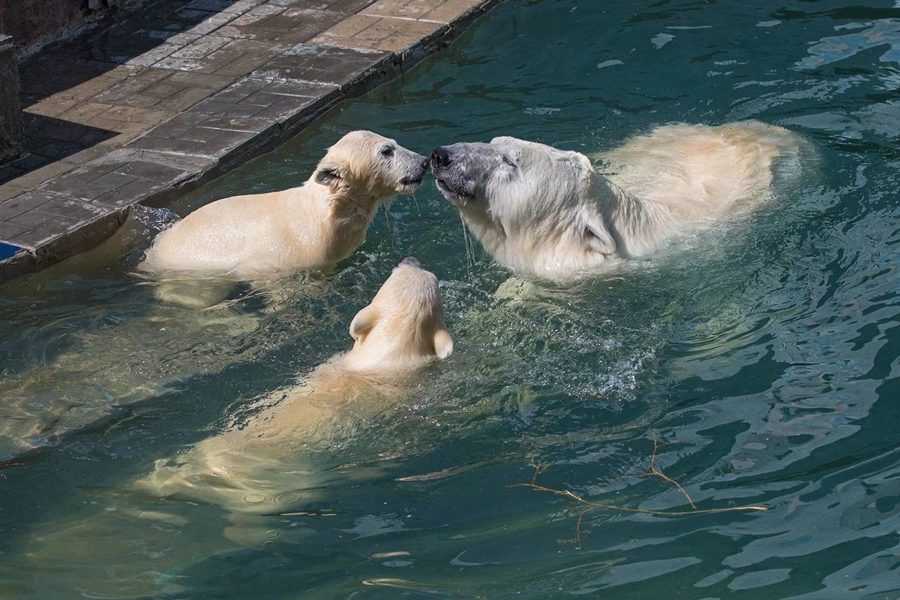 Белые медвежата Норди и Шайна ещё поживут в Новосибирске