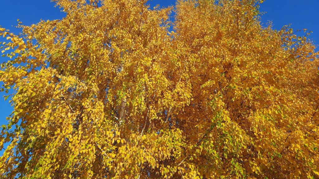 На следующей неделе в Новосибирск придет резкое похолодание