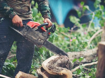 Снос деревьев на Плющихинском жилмассиве проводился по просьбам жителей