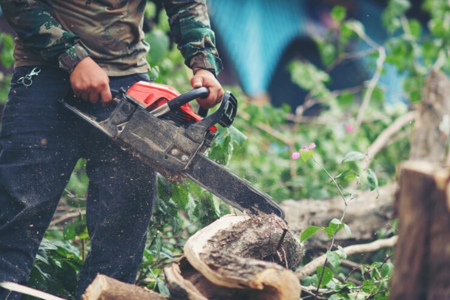 Снос деревьев на Плющихинском жилмассиве проводился по просьбам жителей