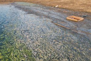 Загрязнение Бердского залива привело к гибели 11 тысяч особей рыбы.