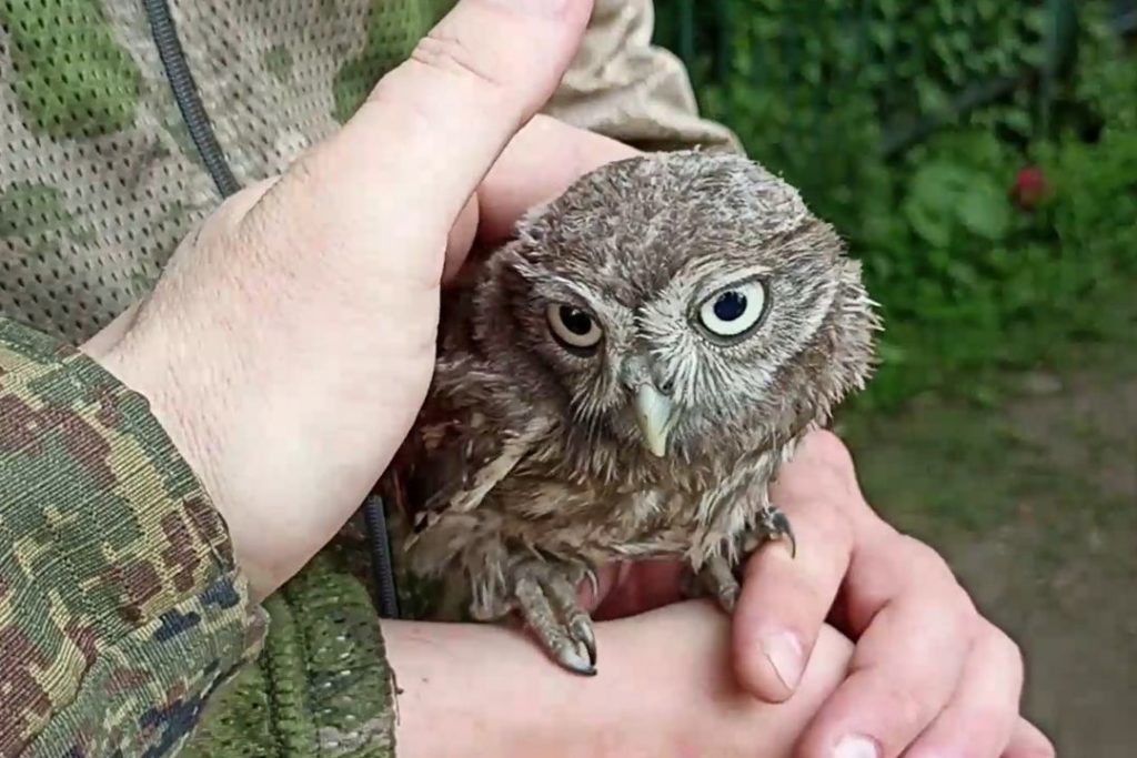 «Наш друг, сын батальона»: бойцы из Новосибирска спасли в окопе маленького сыча