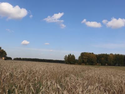 Урожай зерновых убран на 63 процента в Новосибирской области