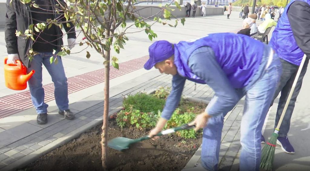 Снова высадили яблони на Михайловской набережной Новосибирска