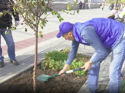 Снова высадили яблони на Михайловской набережной Новосибирска