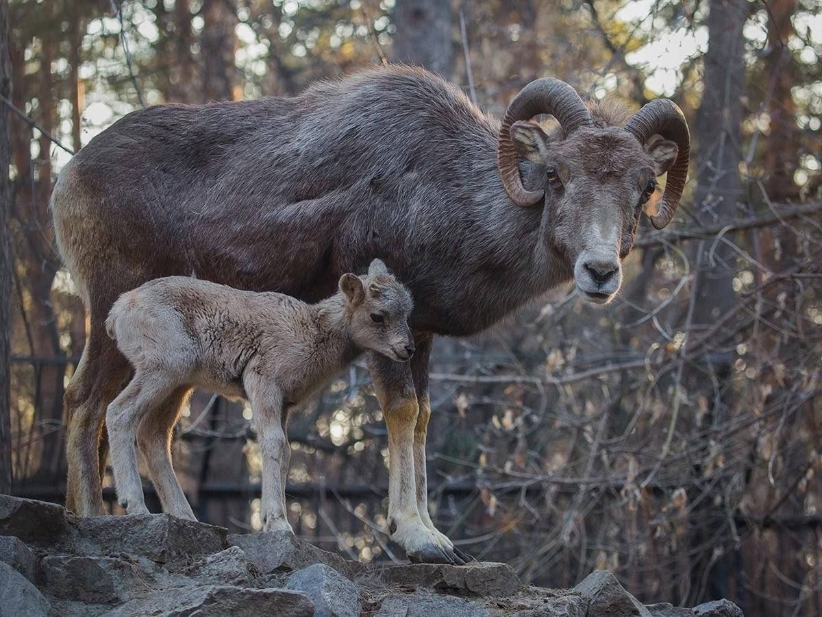 Фото животных с детенышами в День матери разместил Новосибирский зоопарк