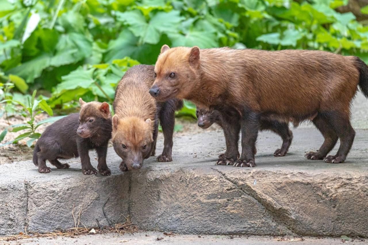 Фото животных с детенышами в День матери разместил Новосибирский зоопарк