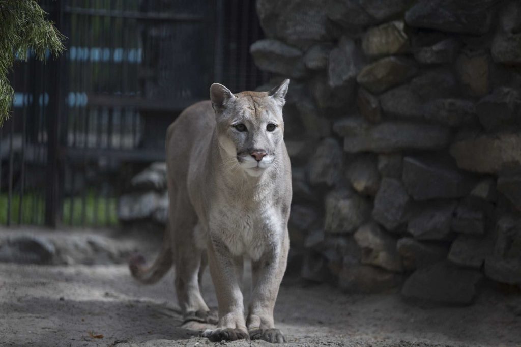 Новосибирский зоопарк показал прогулку пумы Мичи (видео)
