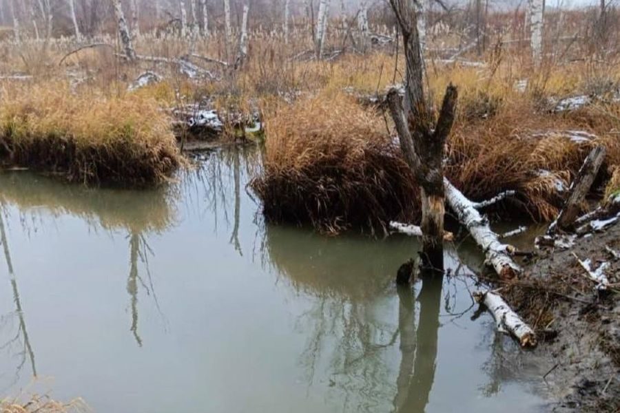 Минприроды хочет привлечь к ответственности бобров на реке Грязнушка под Новосибирском