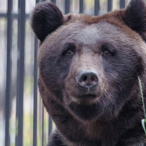Бурые медведи отказались впадать в спячку в новосибирском зоопарке