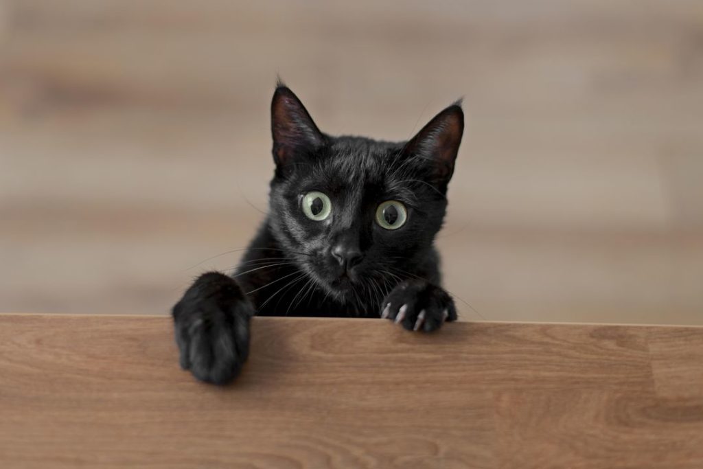 Впервые в истории России котик помог уголовнику в суде избежать реального срока