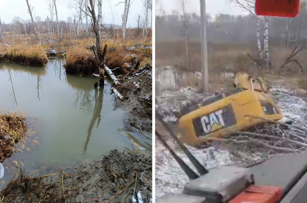 Бобры затопили село и оставили без света две деревни под Новосибирском