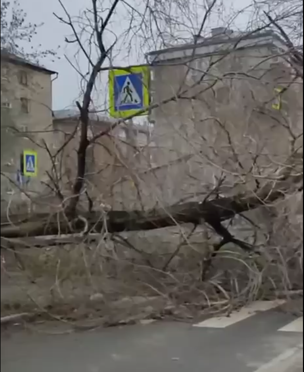 По Новосибирской области пронесся ураганный ветер