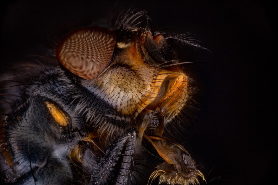 Астрофотограф из Новосибирска сделал макросъемку осы и мухи