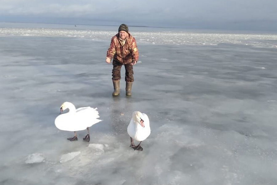 Лебедей, не захотевших мигрировать, нашли сотрудники Минприроды Новосибирской области