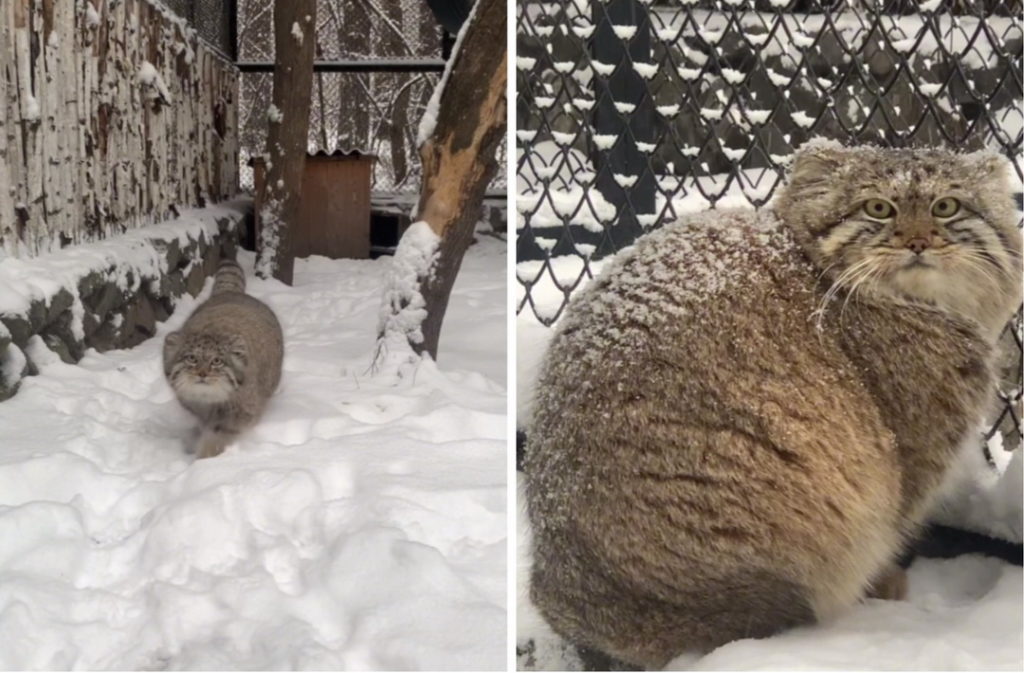 Зоопарк Новосибирска снял на видео манулов, которые радуются первому снегу