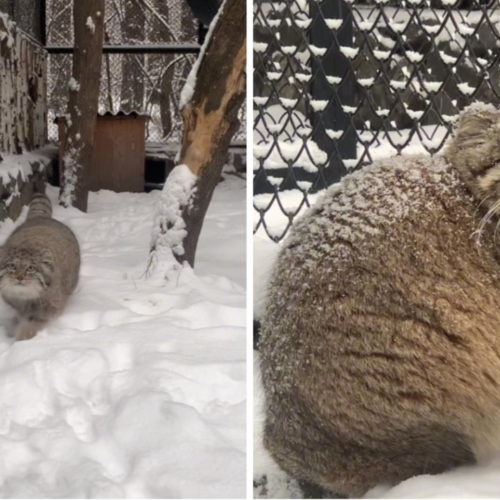 Зоопарк Новосибирска снял на видео манулов, которые радуются первому снегу