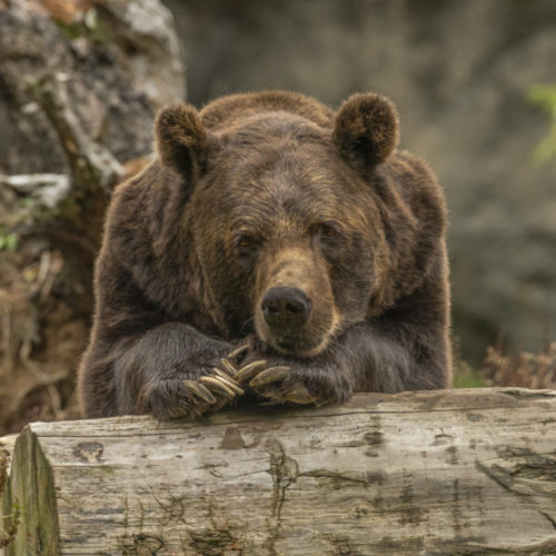 Иск о незаконном изъятии медведей у дрессировщиков рассмотрит суд в Новосибирске