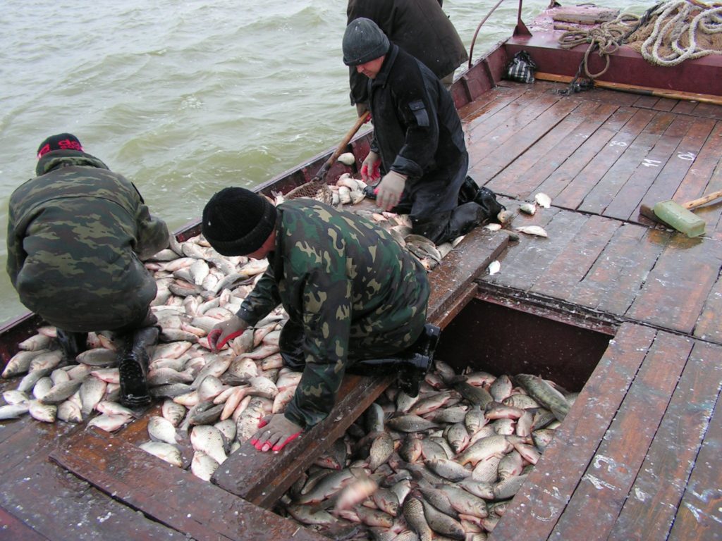 Новые меры господдержки позволили увеличить вылов рыбы в Новосибирской области