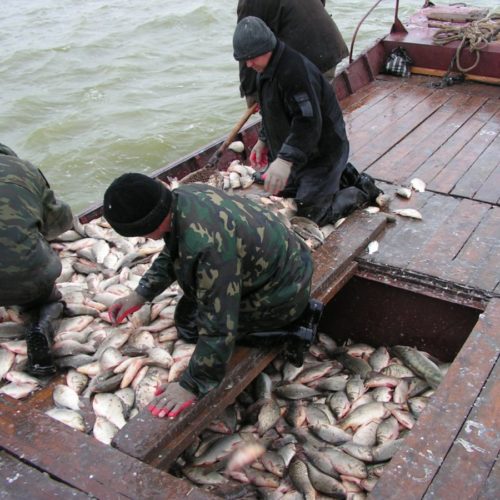 Новые меры господдержки позволили увеличить вылов рыбы в Новосибирской области