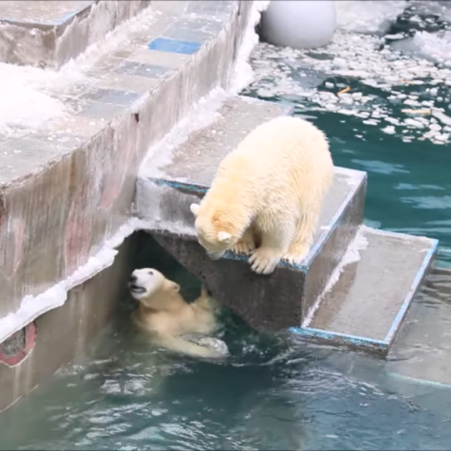 Медвежата сыграли в прятки в зоопарке Новосибирска (видео)