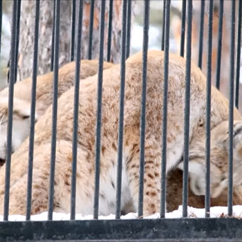 Влюбленные рыси показали чувства в Новосибирском зоопарке