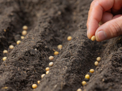 Отечественные семена буду преобладать у аграриев России к 2030 году