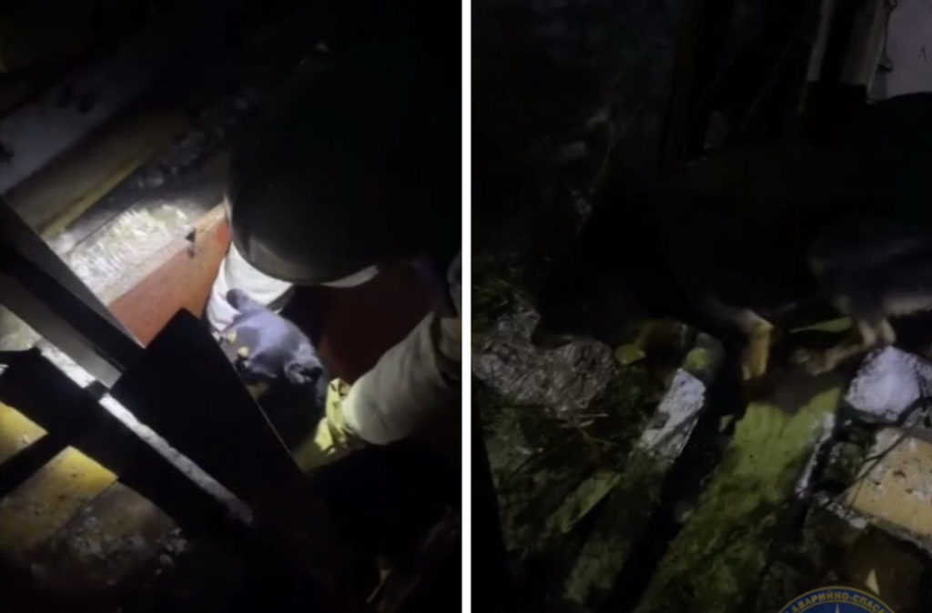 Спасатели вытащили собаку из заброшенного погреба в Новосибирске