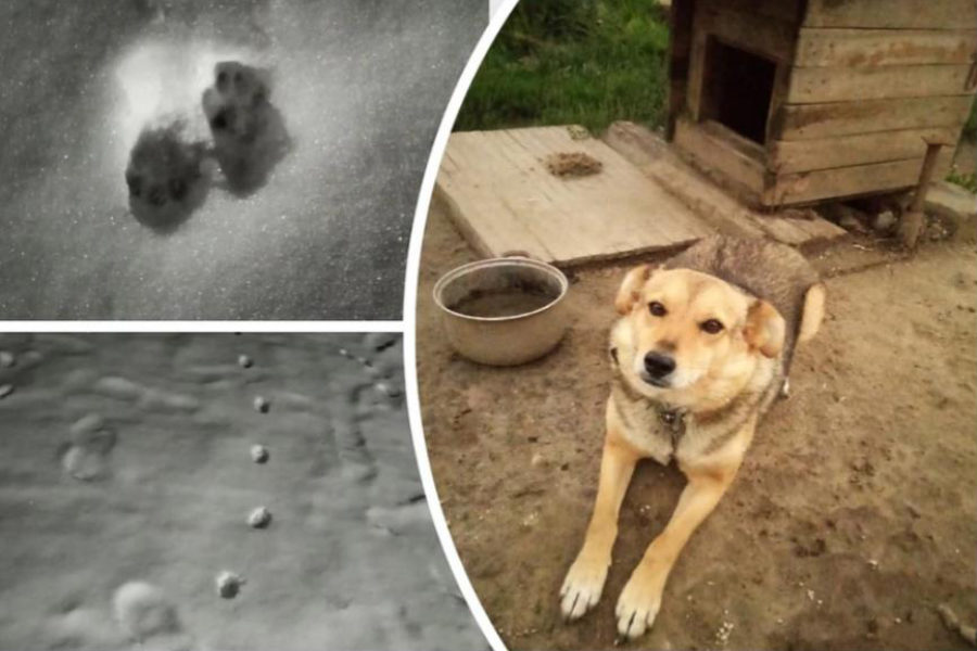 Под Новосибирском бешеная лиса проникла на территорию частного дома и напала на собаку