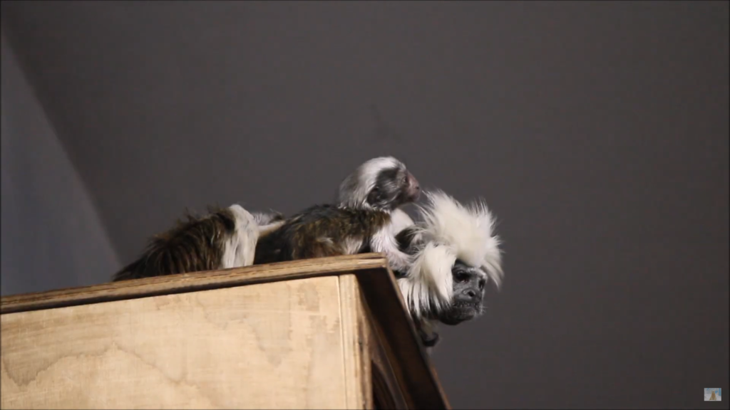 Малыши тамаринов вышли на публику в новосибирском зоопарке