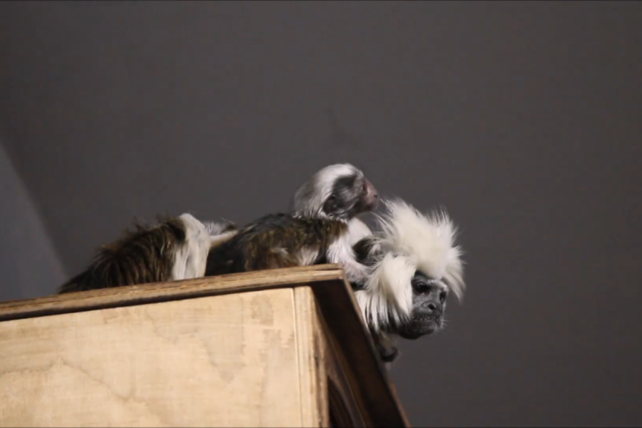 Малыши тамаринов вышли на публику в новосибирском зоопарке