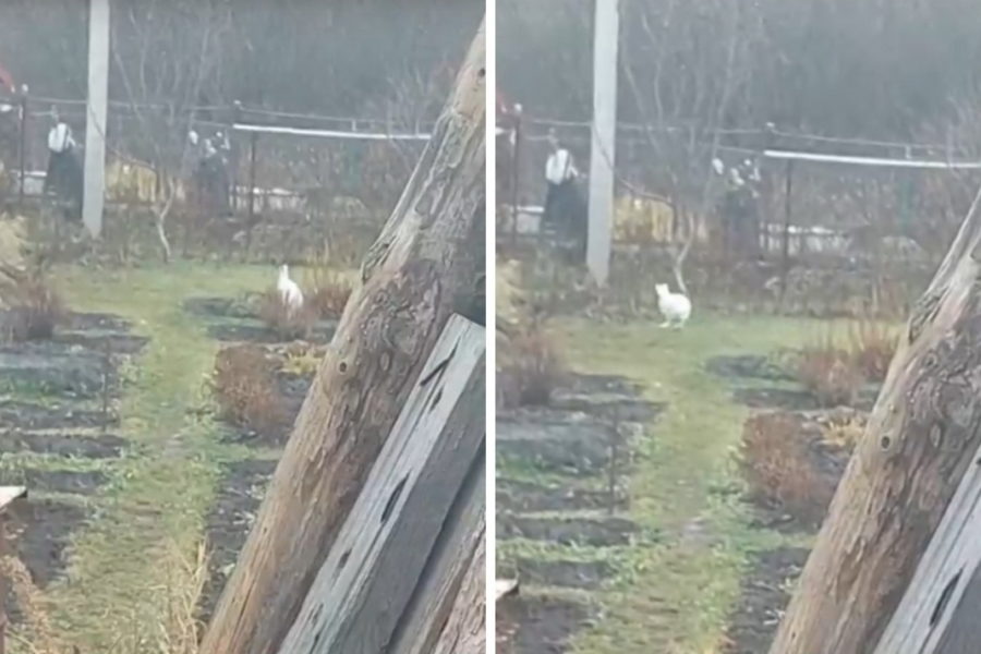 Зайцы вышли на охоту в огороды дачников под Новосибирском