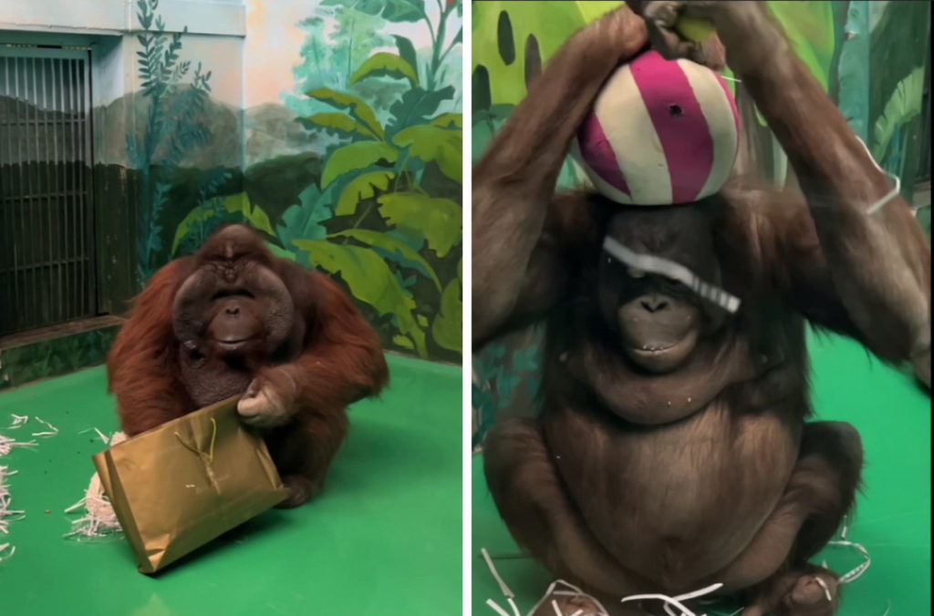 Зоопарк подарил пледы и мячи орангутанам в Новосибирске