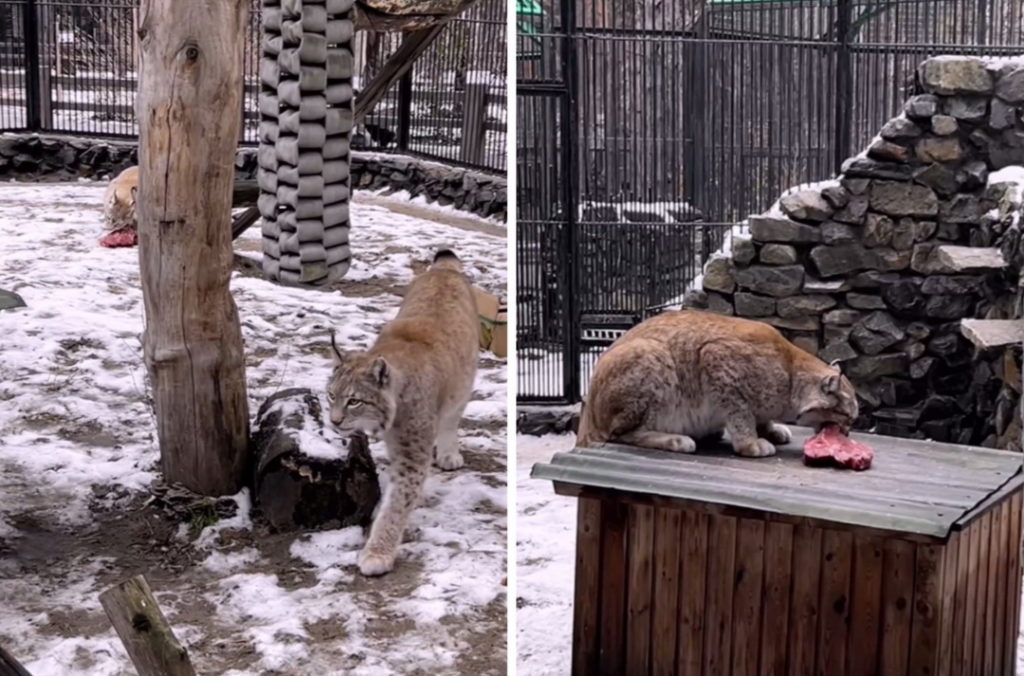 Кормление сибирской рыси показал новосибирский зоопарк (видео)