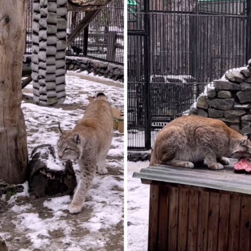 Кормление сибирской рыси показал новосибирский зоопарк
