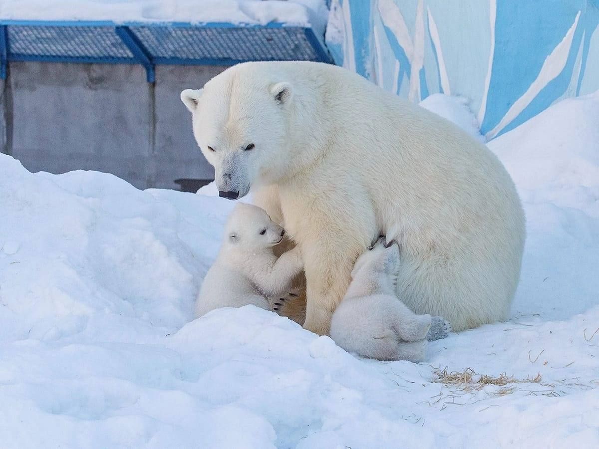 Фото животных с детенышами в День матери разместил Новосибирский зоопарк