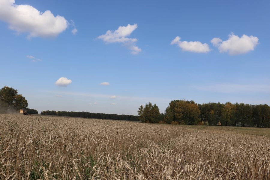 На миллион тонн меньше зерна собрали в Новосибирской области в 2023 году