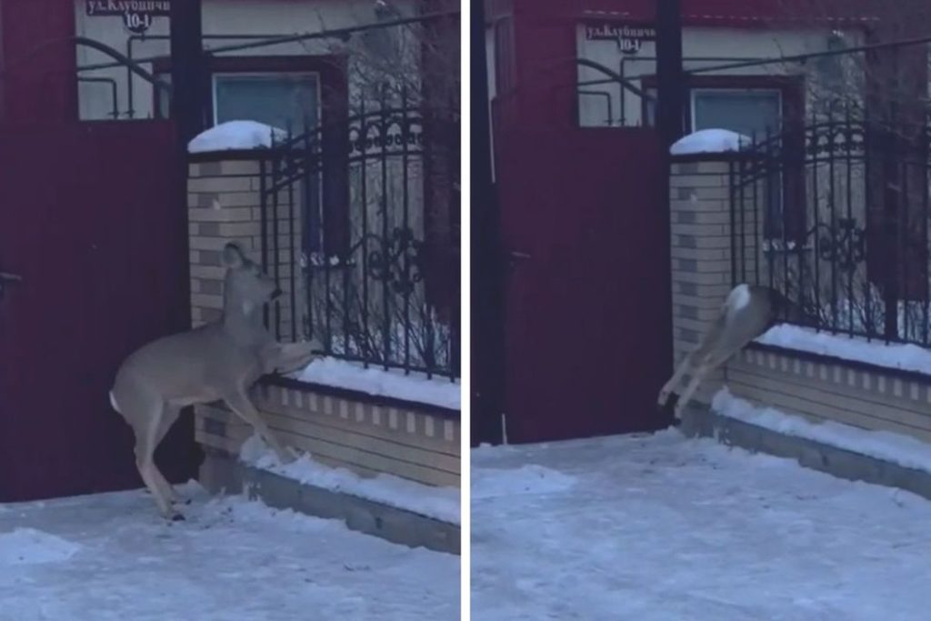 Любопытная косуля застряла в заборе жилого дома под Новосибирском