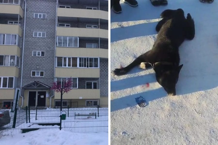 «Придется усыпить»: живодер выбросил собаку с балкона 5 этажа под Новосибирском