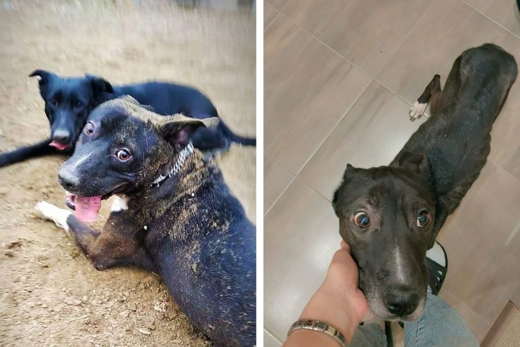 «Никого не должно волновать, кто там умирает»: волонтеры забрали истощенного питбуля у хозяйки-живодерки в Новосибирске