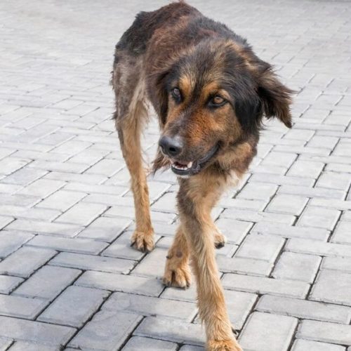 Пенсионеру выплатят 40 тысяч за нападение бродячих собак под Новосибирском