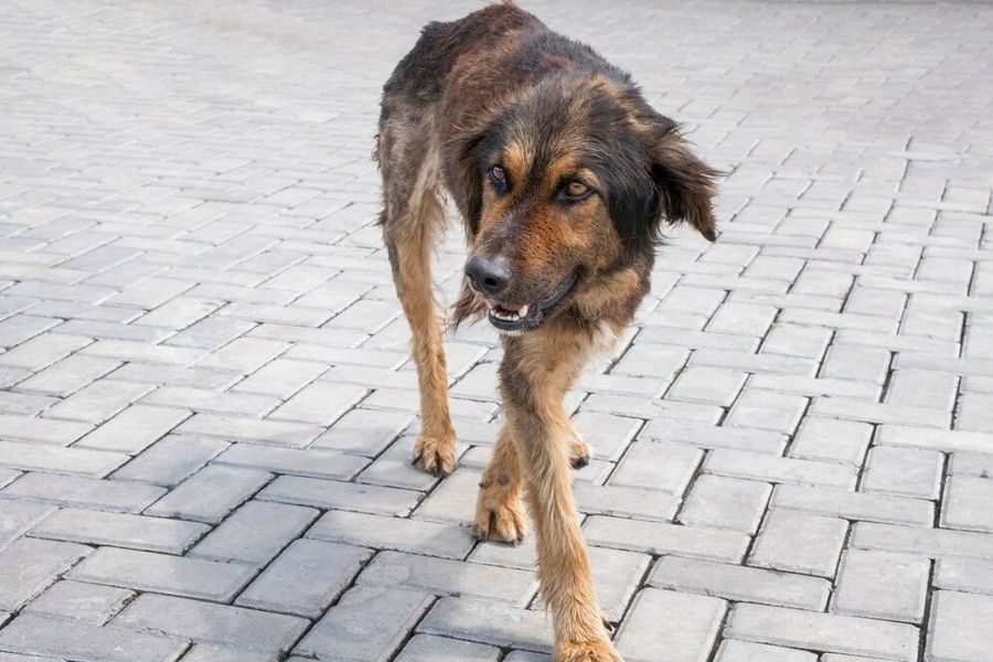 Пенсионеру выплатят 40 тысяч за нападение бродячих собак под Новосибирском