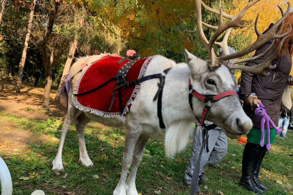 «Жалко отдавать на смерть»: привередливых оленей продают в Новосибирске