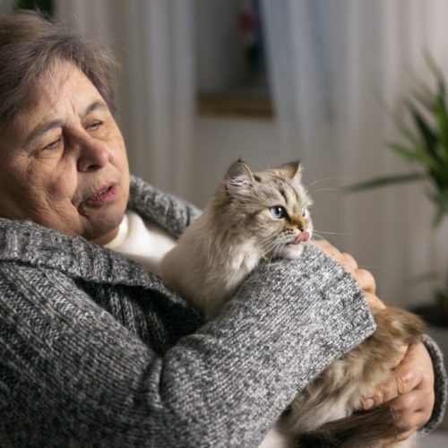 Домашние кошки могут стать причиной возникновения шизофрении у хозяев