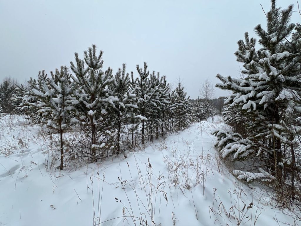 Около 10 тысяч елей, пихт и сосен заготовят к Новому году в Новосибирской области