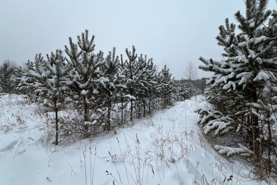 Около 10 тысяч елей, пихт и сосен хотят заготовить к Новому году в Новосибирской области