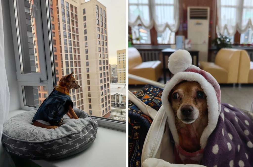 Новосибирские ветеринары вставили тойтерьеру Бусе человеческий кардиостимулятор