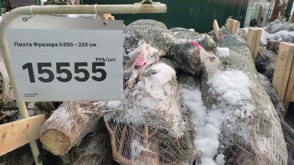 Пихты по 15 тысяч рублей завезли в Новосибирск из Польши